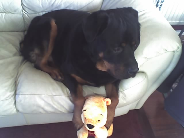 Does Second Hand Smoke Affect Dogs?