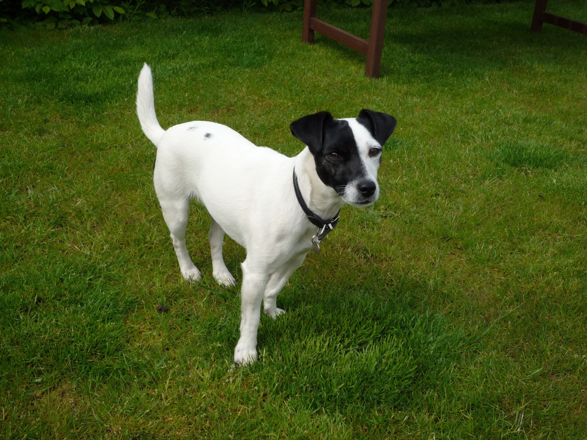 Can Dogs Take Human Painkillers?