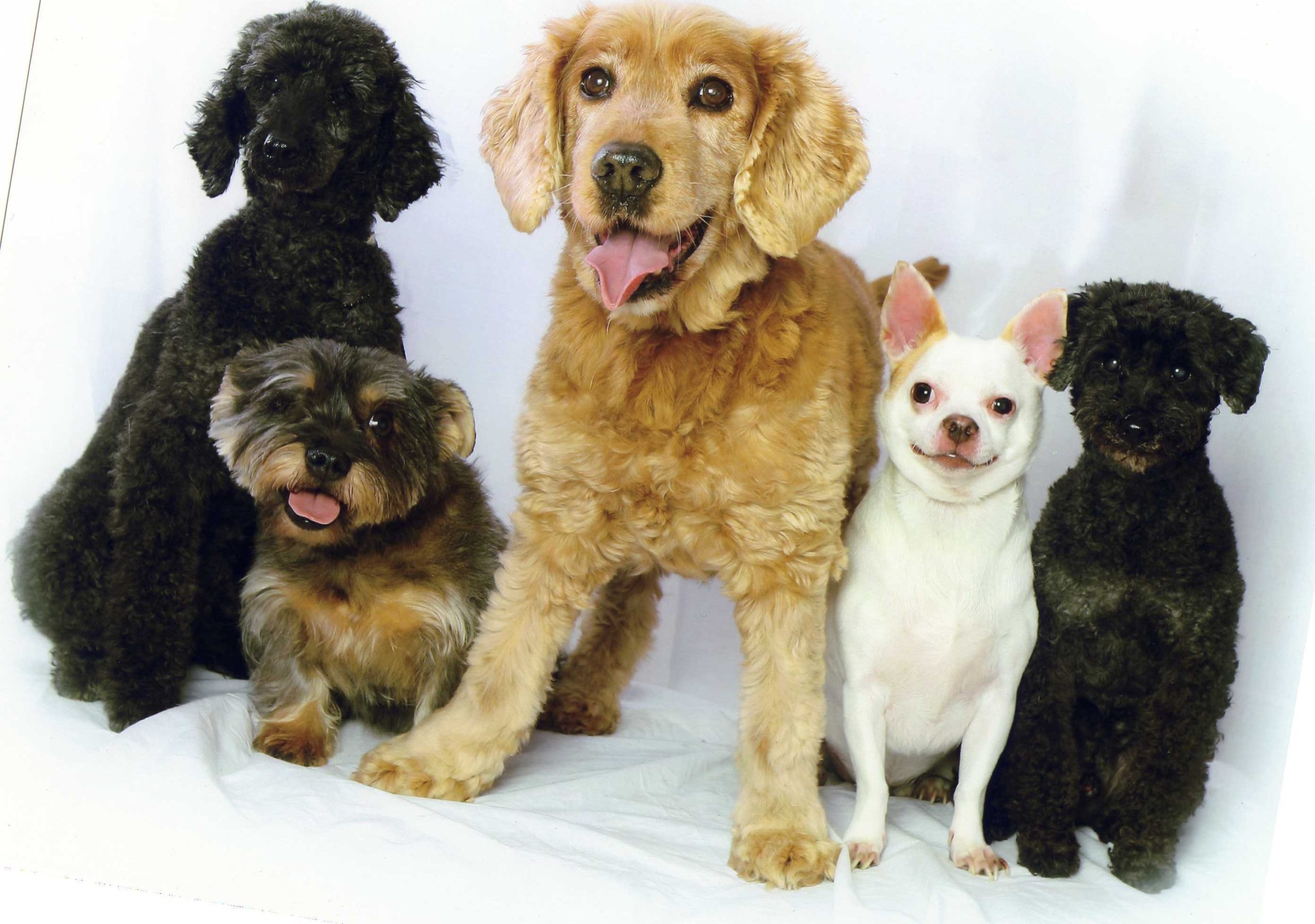 The Importance of Pet Food Labels