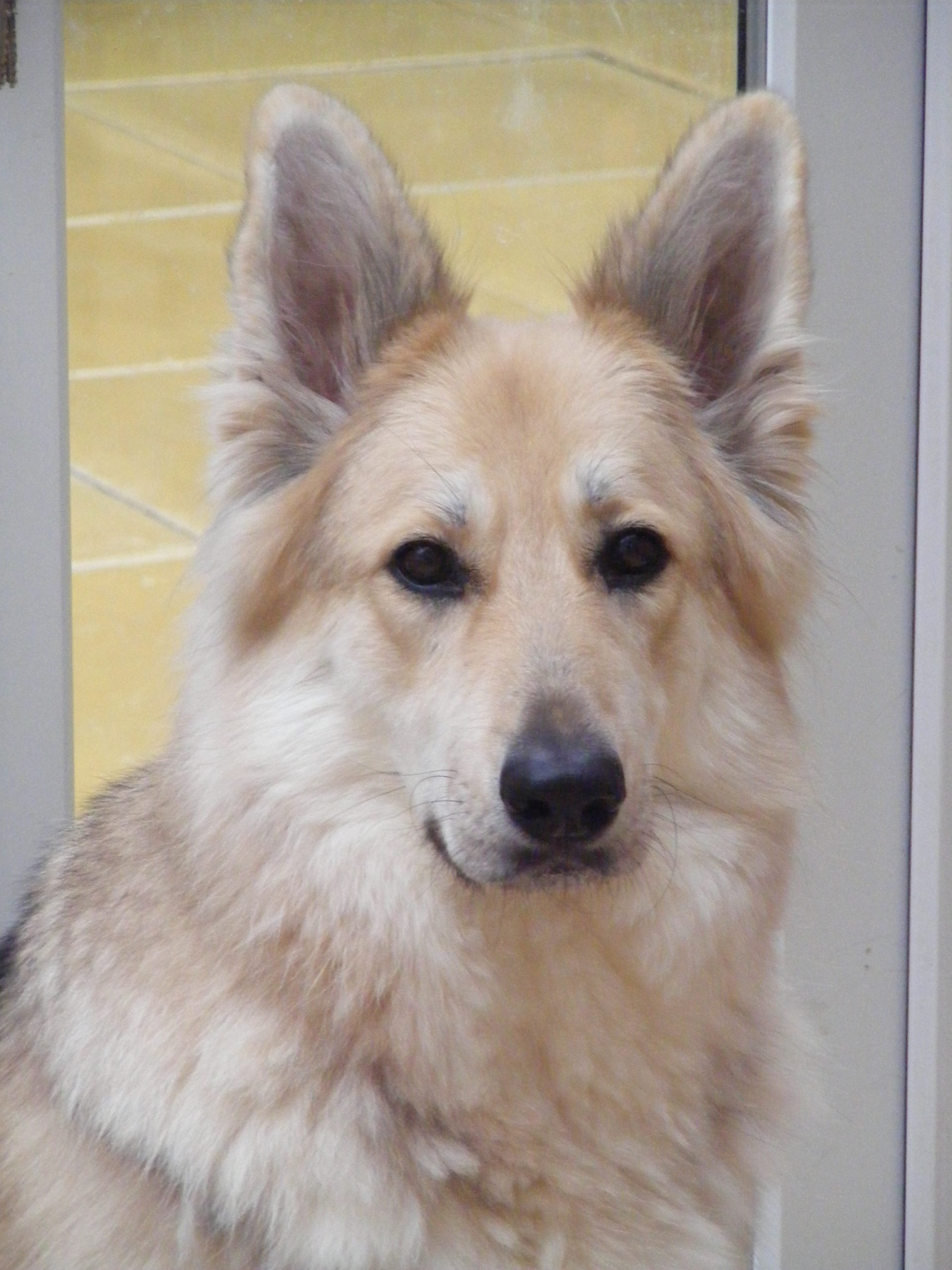 How to Stop a Dog Pulling