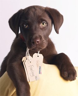 Fat, Protein & Carbs in Your Older Dog’s Diet