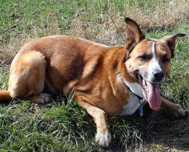 Britain’s Pet Obesity Problem Growing