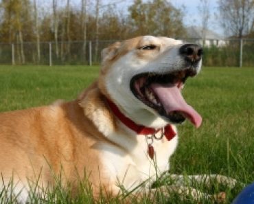 RSPCA Reiterates Serious Concerns About Crufts Dog Show