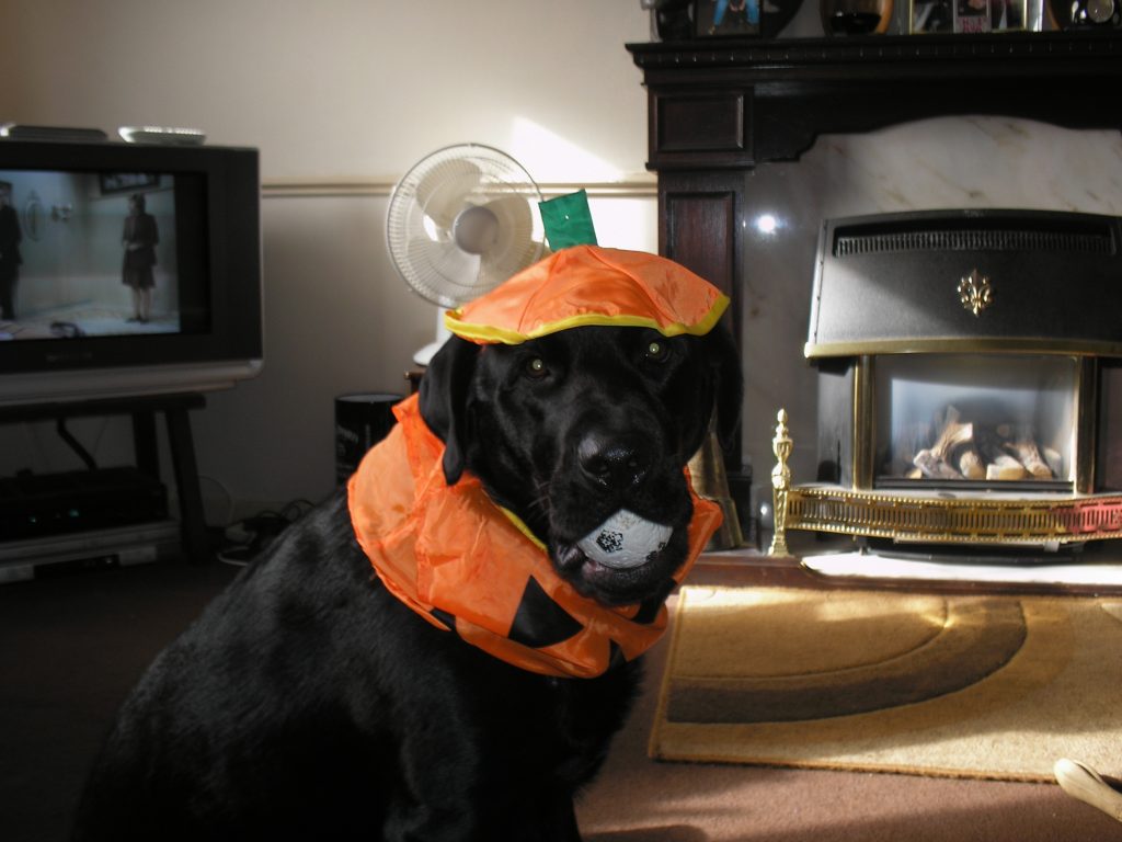 Puppy Personality Test