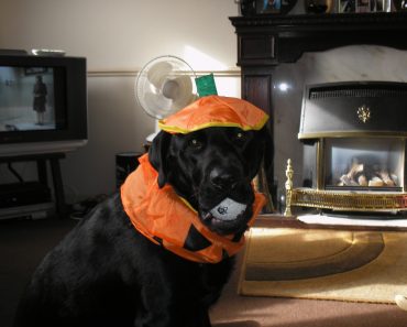 Puppy Personality Test