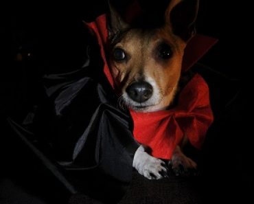 Women More Likely To Dress Pets Up For Halloween