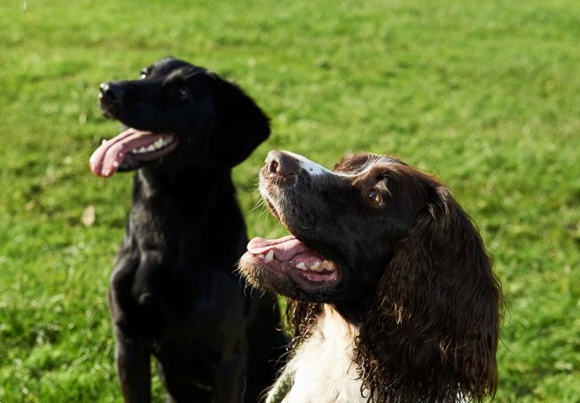 Do Certain Breeds Require More Exercise Than Others?