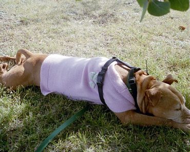 What You Think You Know About Pit Bulls is Probably Wrong