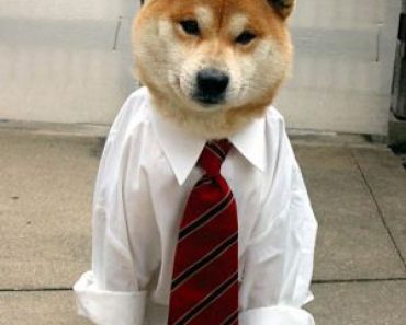 I Cheated When I Was a Dog Trainer, Here’s My Confession