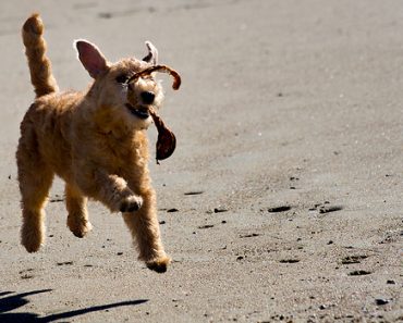 Everything You Want to Know About Housebreaking Your Dog