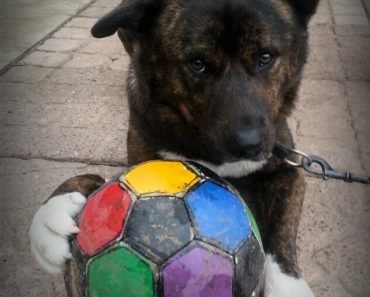 Football Loving Dogs Looking for New Homes in the National Media!