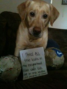 dog ball stealer