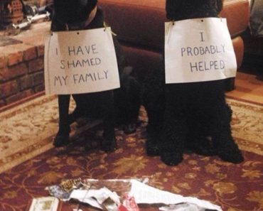 Why Won’t My Dog Sleep Through The Night?