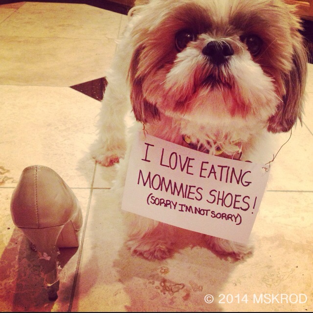 dog shoe eater shame