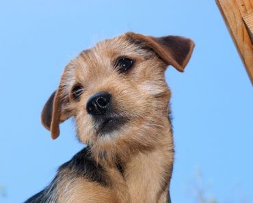 Watch a Man Swim Through a Frozen Lake to Save His Dog!