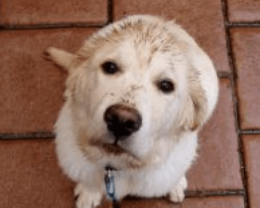 Meet Our New Hero – An 80 Year Old Texan Who Build a Train for His Rescue Dogs