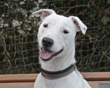 I Gave My Rescue Dog a Dog Treat Camera, This is What Happened