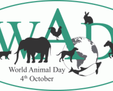 World Animal Day 2014 – How YOU Can Help!