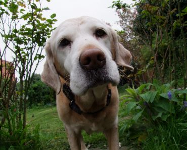 How Did Losing Your Dog Affect You? We Want to Hear From You!