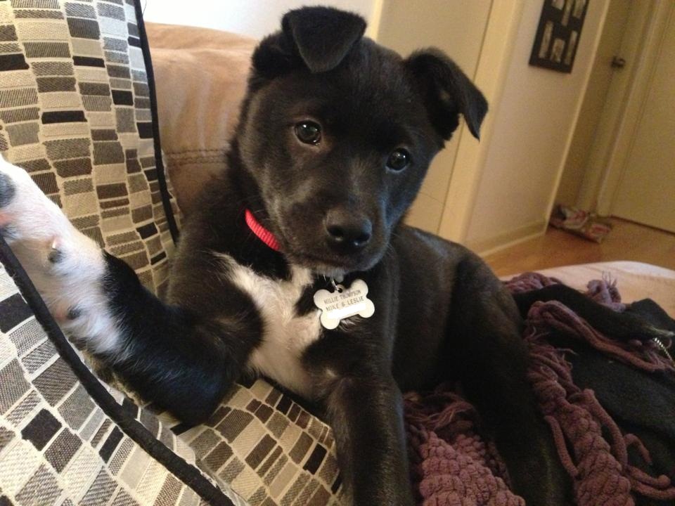 Dog takes own selfie