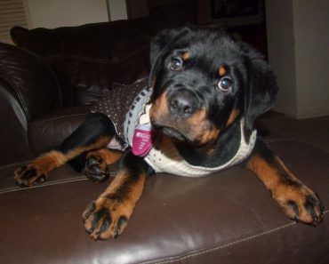 K9 Magazine’s Big Canine Christmas Jumper Review!