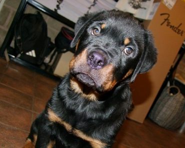 A Public Admission About Naughty Dogs