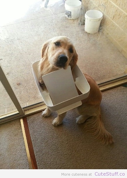 dog-stuck-bin-lid