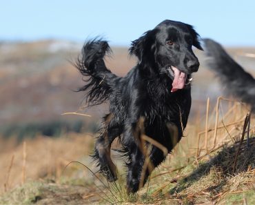 Almost Half of Dog Owners Change Walking Route to Stop Dog Boredom
