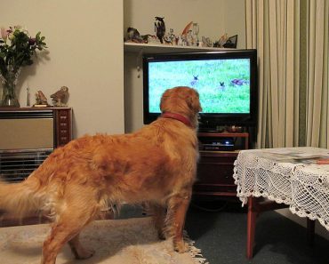 These 5 Dogs Can’t Get Enough of Their Favourite TV Shows
