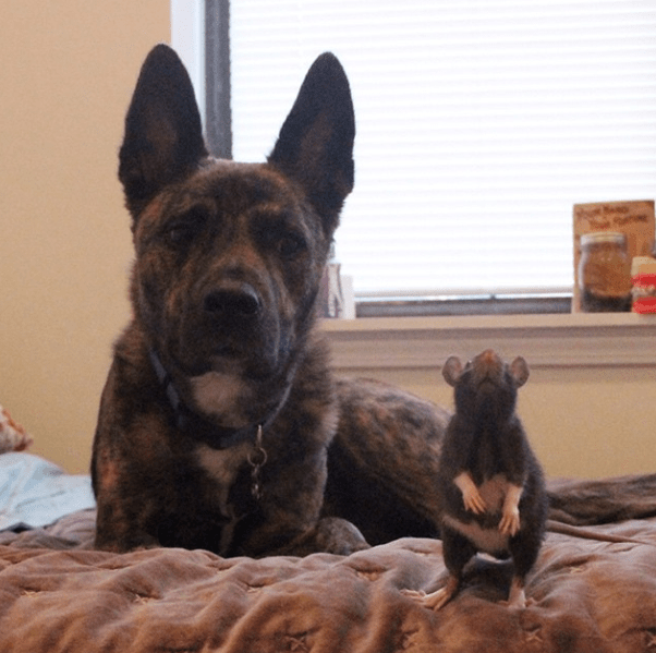 Side-eye Osiris and a skillfully balanced