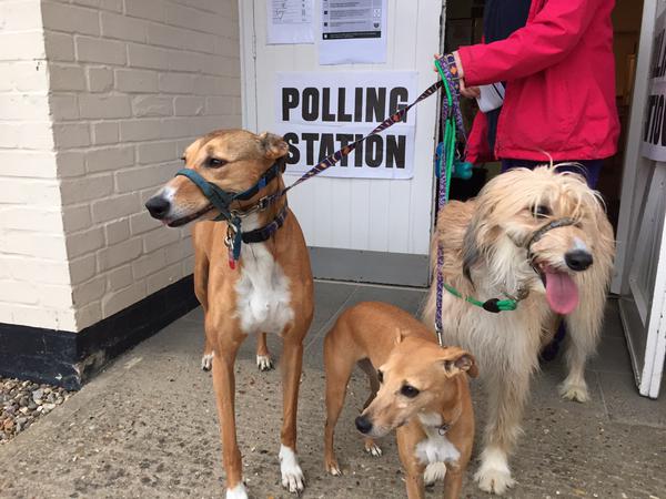 Trio dogs polling station