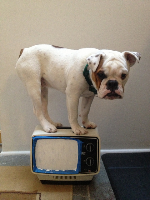 Ziggy on the telly - photo credit Brad Frost