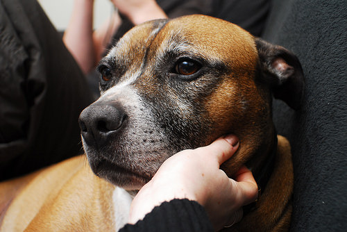 27 Oct by starsandspirals staffordshire bull terrier photo