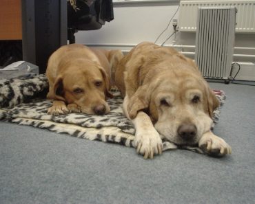 A Birthday Wish to Chloe