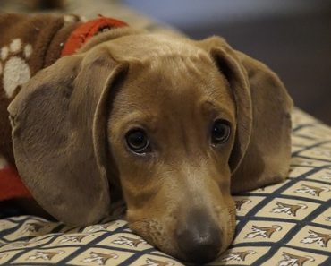 Dog Reunited with Owner After Being Given Up a Year Ago Remembers Bond