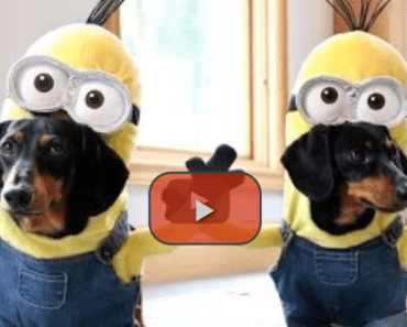 These Dogs Dressed as Minions Might be the Funniest Thing You’ll See This Year