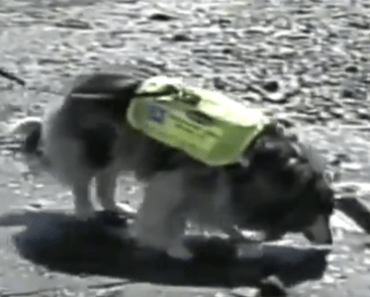 Dogs Can Now Smell Water Pollution, See Them in Action