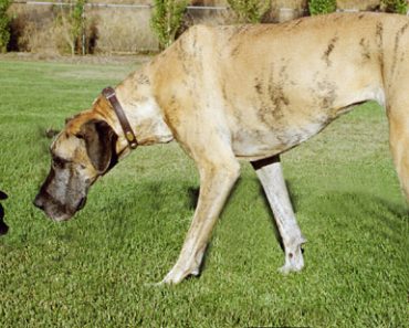 How to Maintain Longevity in Big Breeds