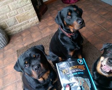 Would Your Dog Like to Win Some of Pet Munchies New Salmon Treats?