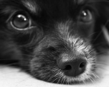 Puppies Not as Important as Scrap Metal According to the Law