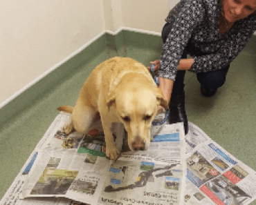 Dog Owners Warned About Acorn Dangers