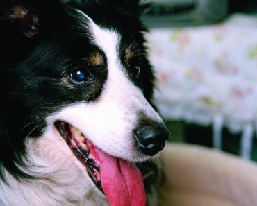 How Does Your Dog Compare with Pets Around the World?