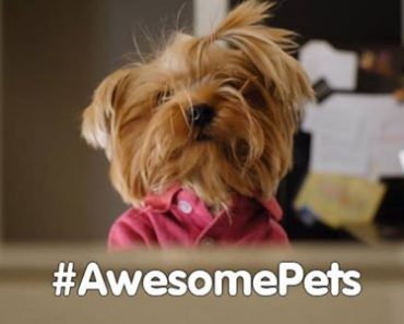 How Excited Does Your Dog Get Welcoming You Home?