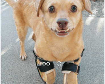 WATCH: Disabled Dog Learns to Run with New Prosthetic Legs