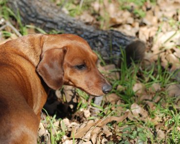 Dog Owners Need to Beware of this Autumn Danger – Acorns