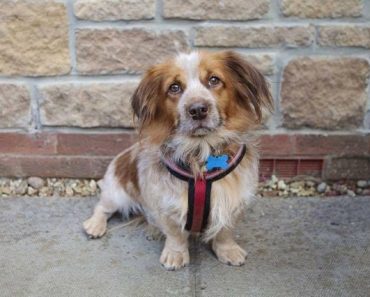 These Cross-Breed Dogs Will Test Your Dog Knowledge!