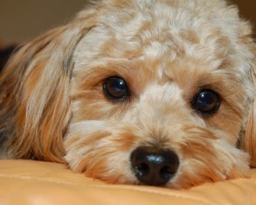 Dogs & New Year’s Fireworks – Tips for a Calm House