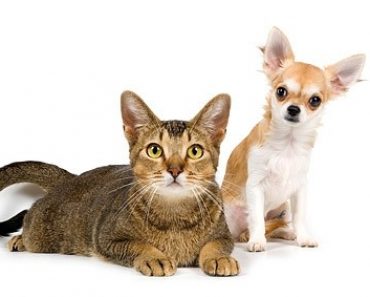 Can Dogs Get Cancer From Second-Hand Smoke?