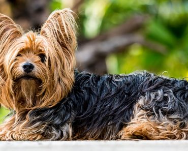 Concern Grows for Dogs at Risk of Tick-Borne Disease