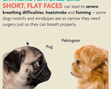 What Do Dogs Like Most About Being a Dog?